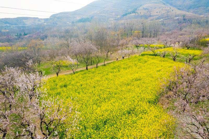 乾山腳下春正好